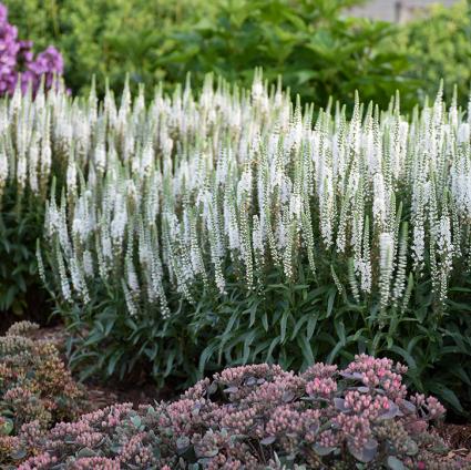 White Wands Veronica