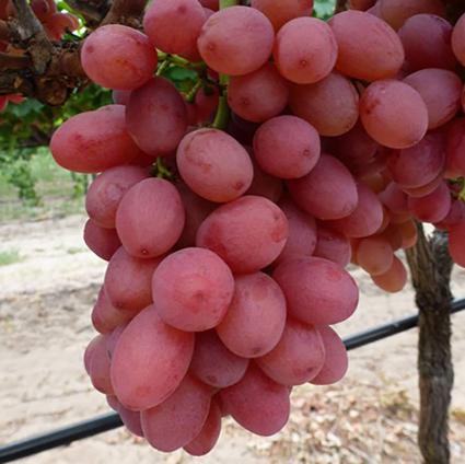 Reliance Pink Seedless Grape