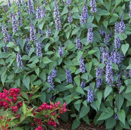 Little Adder Agastache