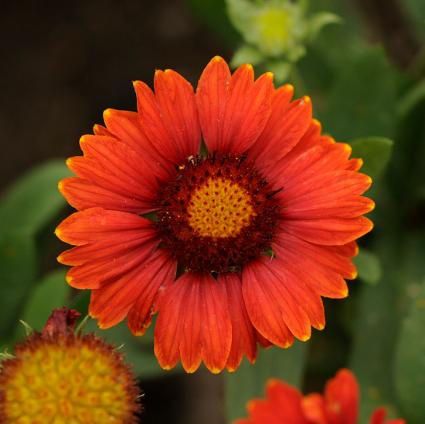 Arizona Red Shades Blanket Flower