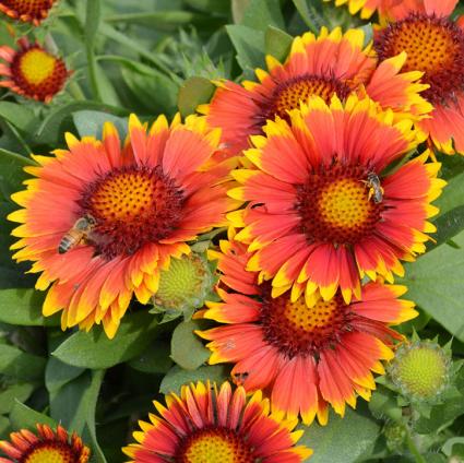 Arizona Sun Blanket Flower