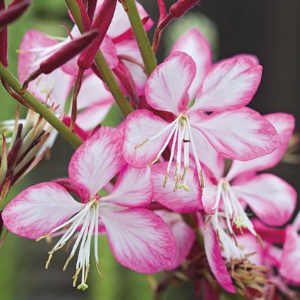 Rosy Jane Gaura