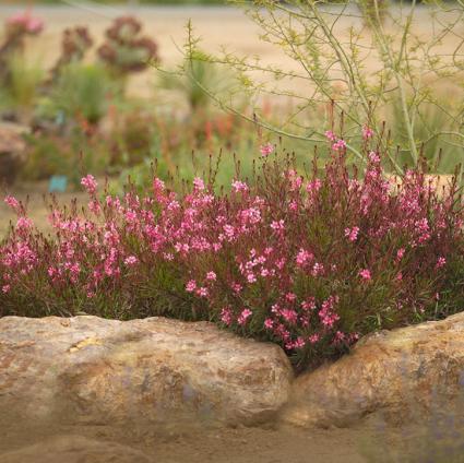 Siskiyou Pink Gaura