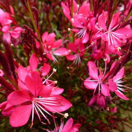 Whiskers Deep Rose Gaura