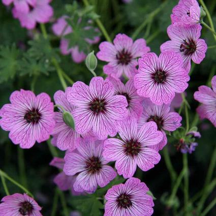 Ballerina Hardy Geranium