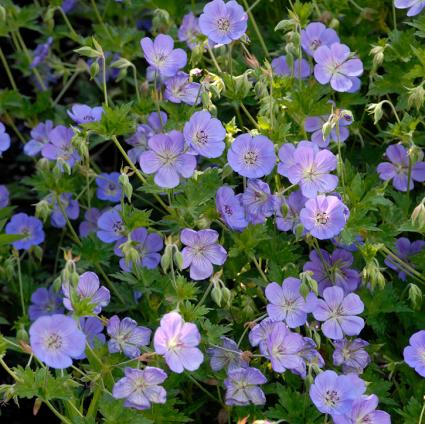 Rozanne Hardy Geranium