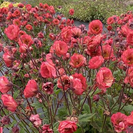 Tempo Coral Geum (Avens)