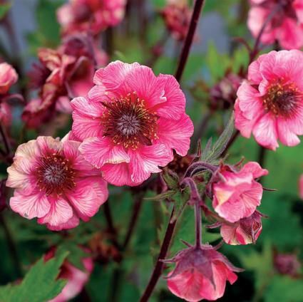 Tempo Rose Geum (Avens)