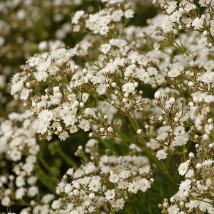 Festival Star Baby's Breath