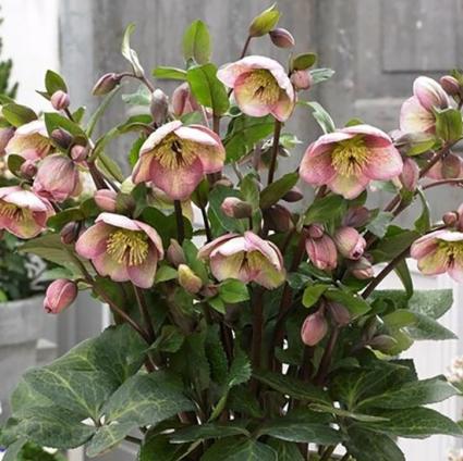 Bayli's Blush' Lenten Rose