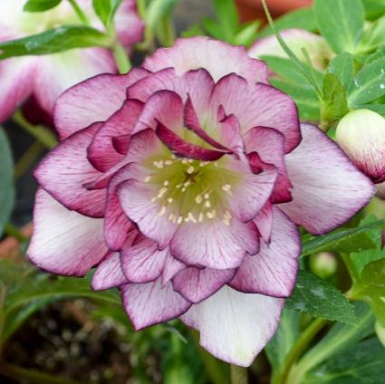 Blushing Bridesmaid Lenten Rose