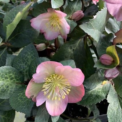 Cheryl's Shine Lenten Rose