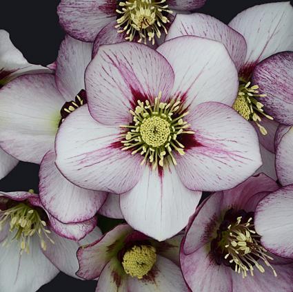 French Kiss Lenten Rose