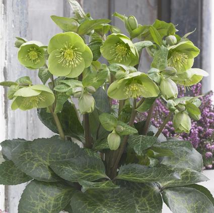 Illumi Lime Lenten Rose