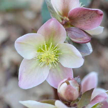 Ivory Prince Lenten Rose