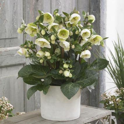 Moondance Lenten Rose