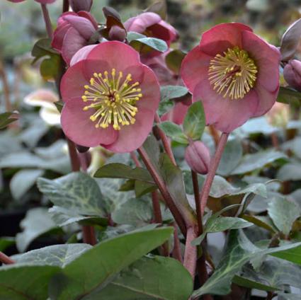 Penny's Pink Lenten Rose