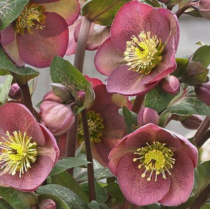 Pippa's Purple Lenten Rose