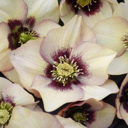 Sandy Shores Lenten Rose