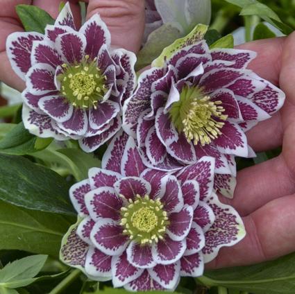 Shotgun Wedding Lenten Rose