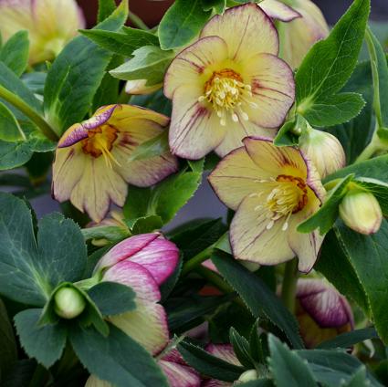 Tropical Sunset Lenten Rose