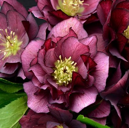 True Love Lenten Rose