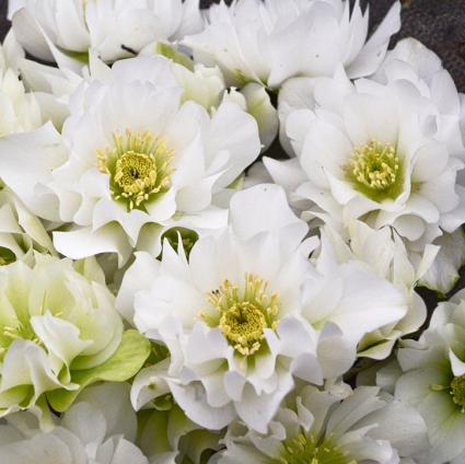 Wedding Bells Lenten Rose