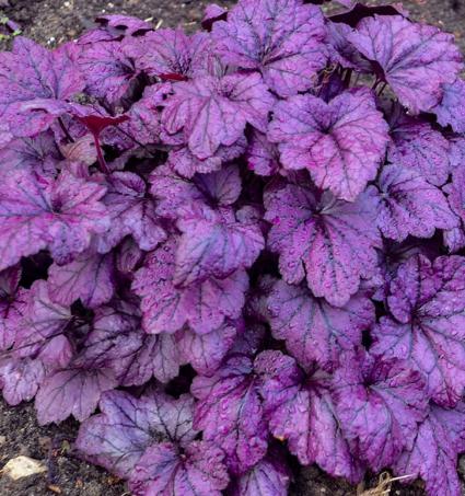 Electric Plum Coral Bells