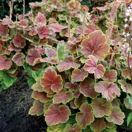 Northern Exposure Sienna 