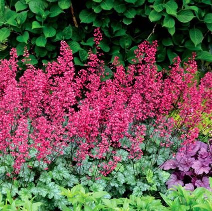 Paris' Coral Bells