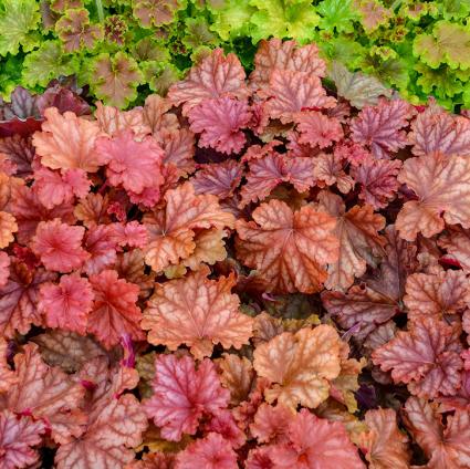 Peachberry Ice Coral Bells