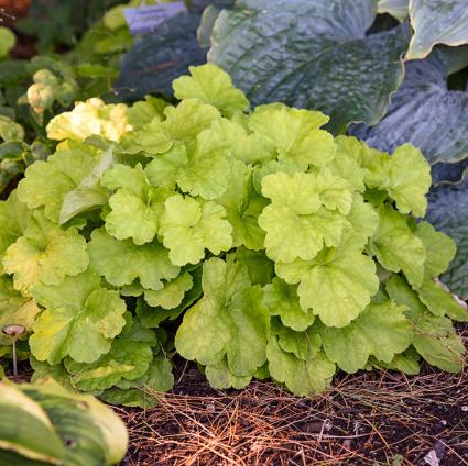 Pistachio Ambrosia Coral Bells