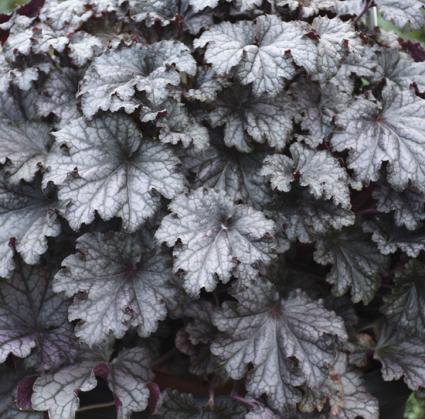 Prom Dress Coral Bells