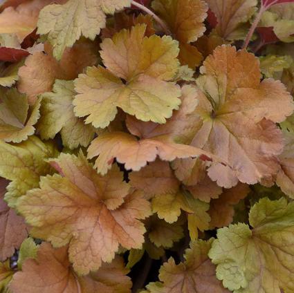 Toffee Tart Coral Bells