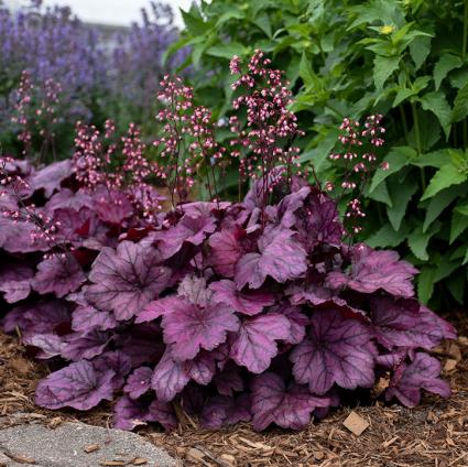 Wild Rose Coral Bells