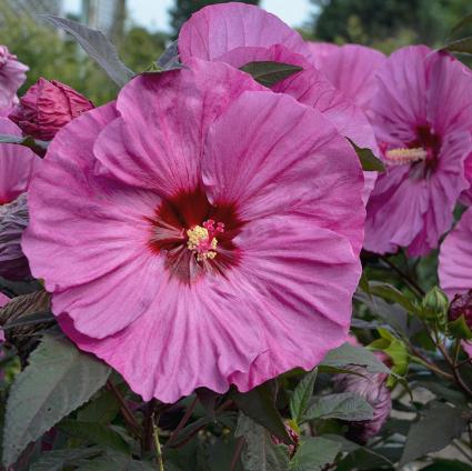 Berry Awesome Hardy Hibiscus