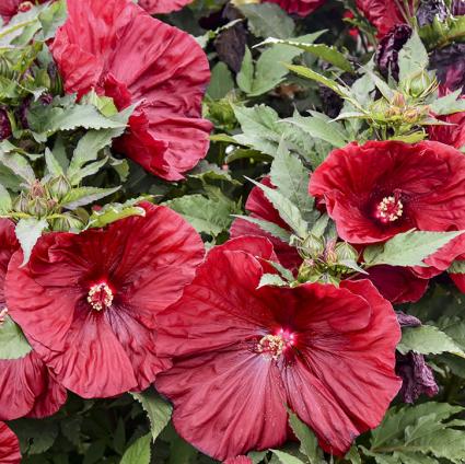 Blackberry Merlot Hardy Hibiscus