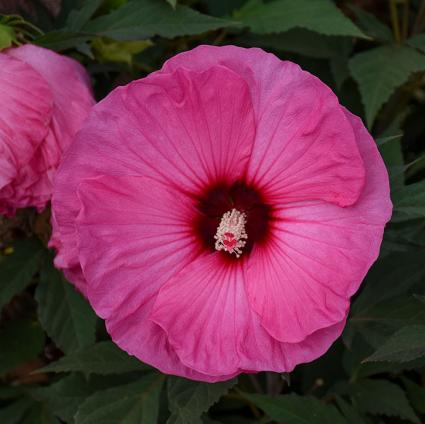 Candy Crush Hardy Hibiscus