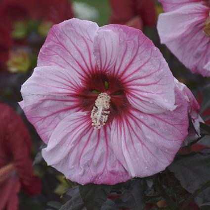 Cherry Choco Latte Hardy Hibiscus