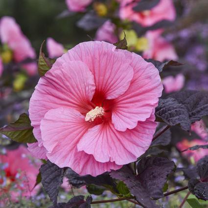 Edge of Night Hardy Hibiscus