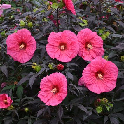 Evening Rose Hardy Hibiscus