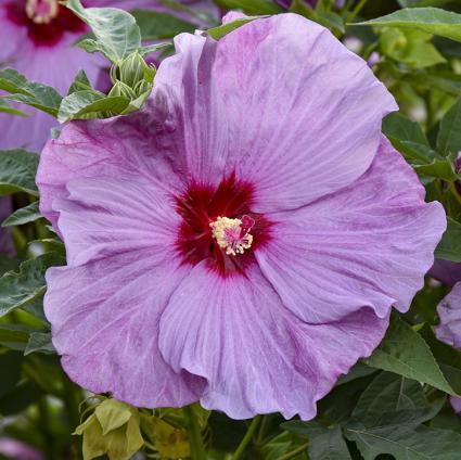 Lilac Crush Hardy Hibiscus