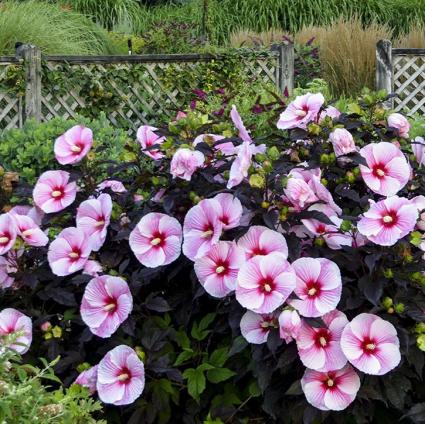 Starry Starry Night Hardy Hibiscus