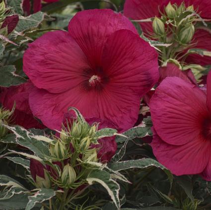 Summer Carnival Hardy Hibiscus