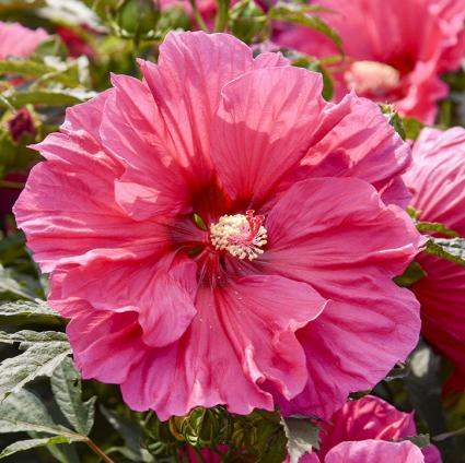 Watermelon Ruffles Hardy Hibiscus