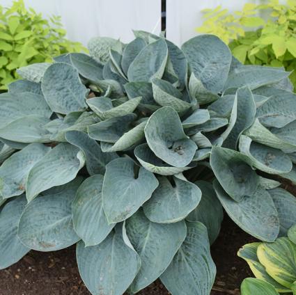 Above the Clouds Hosta