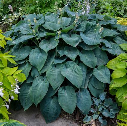 Blue Angel Hosta