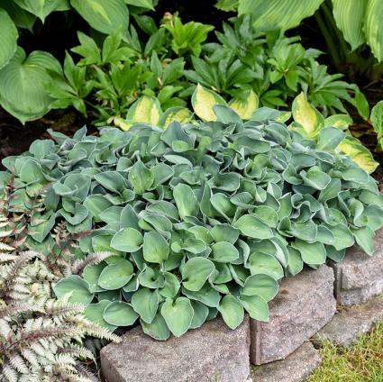 Blue Mouse Ears Hosta