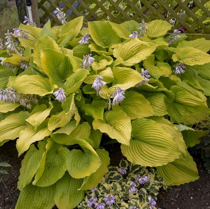 Coast to Coast Hosta