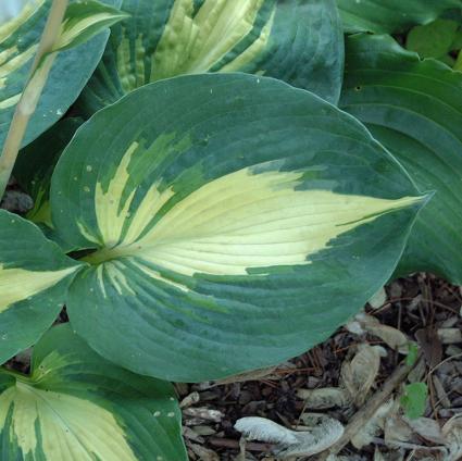 Dream Weaver Hosta